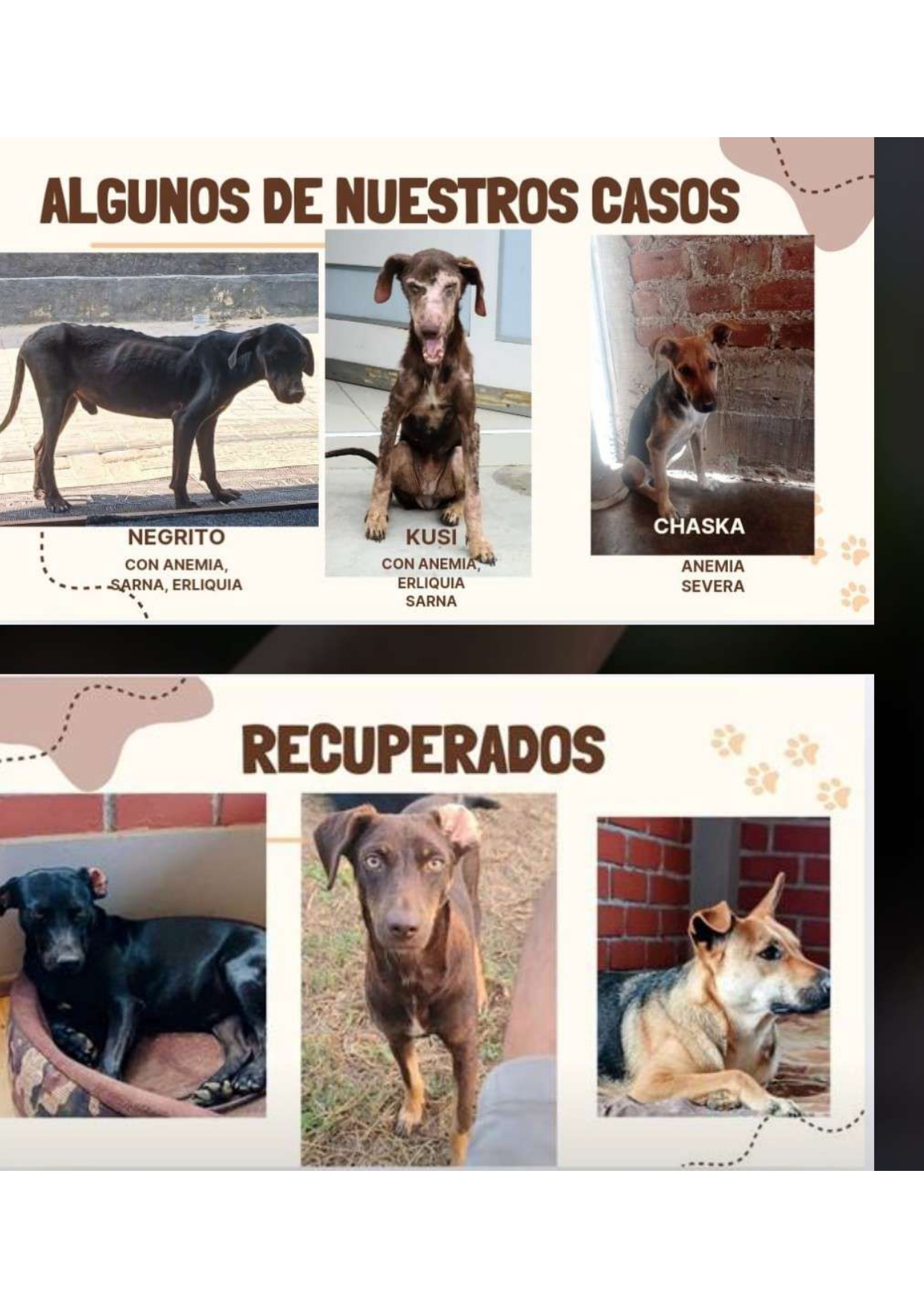 Bienestar Animal KUSI