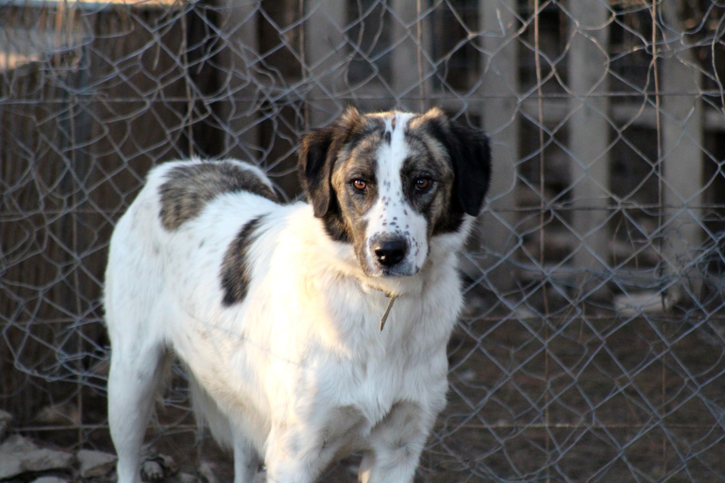 El impacto de rescatar perros callejeros en la sociedad