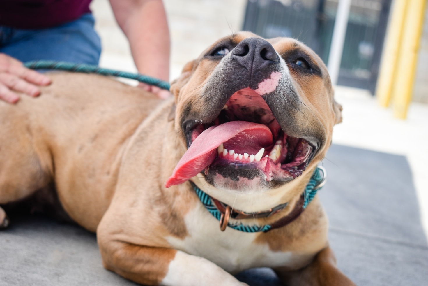 KUSI PERÚ Creando espacios seguros para animales y personas